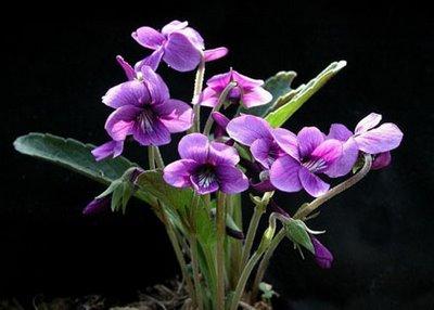 violetas.JPG